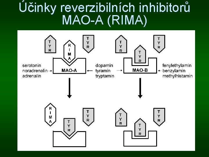 Účinky reverzibilních inhibitorů MAO-A (RIMA) 