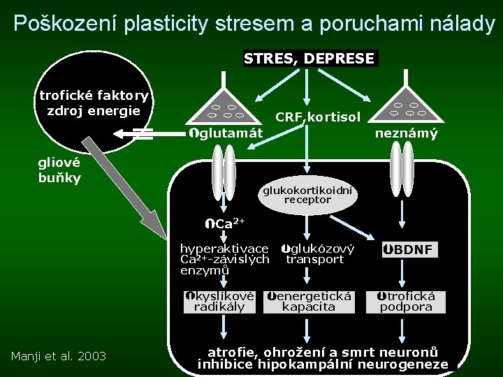 Poškození plasticity stresem a poruchami nálady STRES, DEPRESE trofické faktory zdroj energie CRF, kortisol