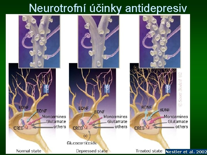 Neurotrofní účinky antidepresiv Nestler et al. 2002 