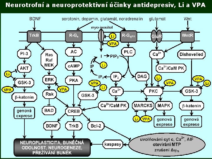 Neurotrofní a neuroprotektivní účinky antidepresiv, Li a VPA 