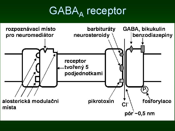 GABAA receptor GABAA receptor