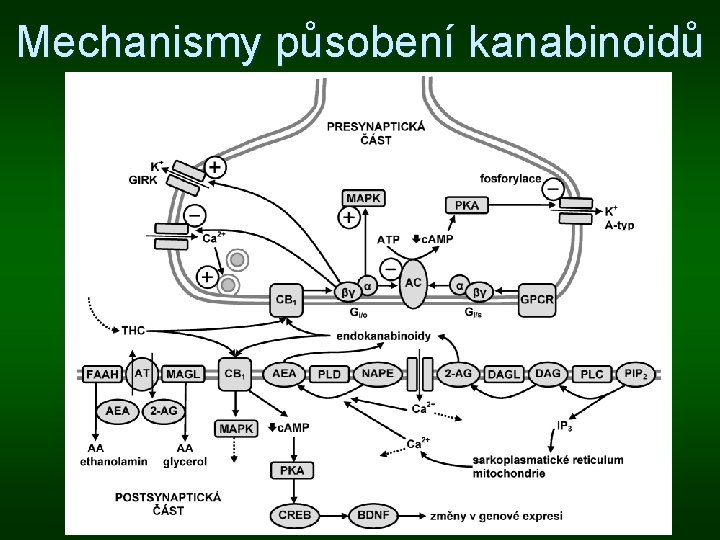 Mechanismy působení kanabinoidů 