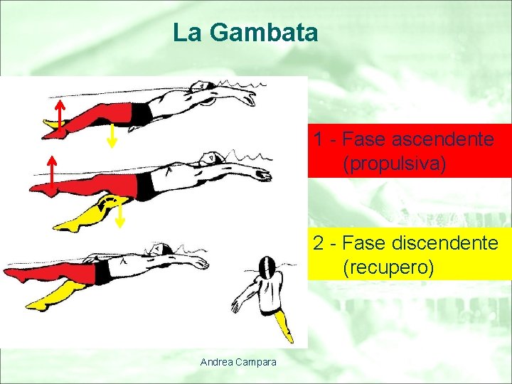 La Gambata 1 - Fase ascendente (propulsiva) 2 - Fase discendente (recupero) Andrea Campara