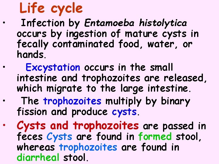  • • Life cycle Infection by Entamoeba histolytica occurs by ingestion of mature