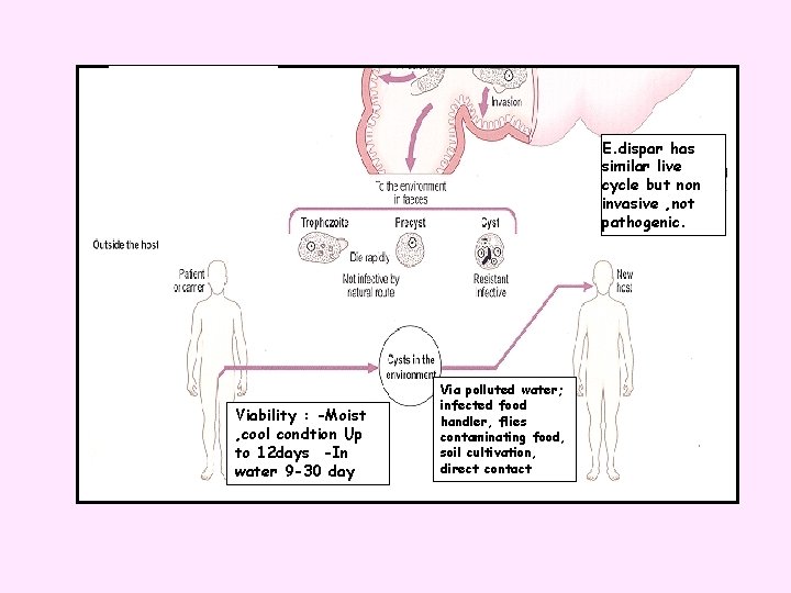 E. dispar has similar live cycle but non invasive , not pathogenic. Viability :