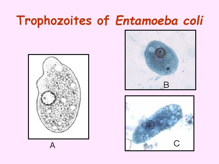 Trophozoites of Entamoeba coli B A C 