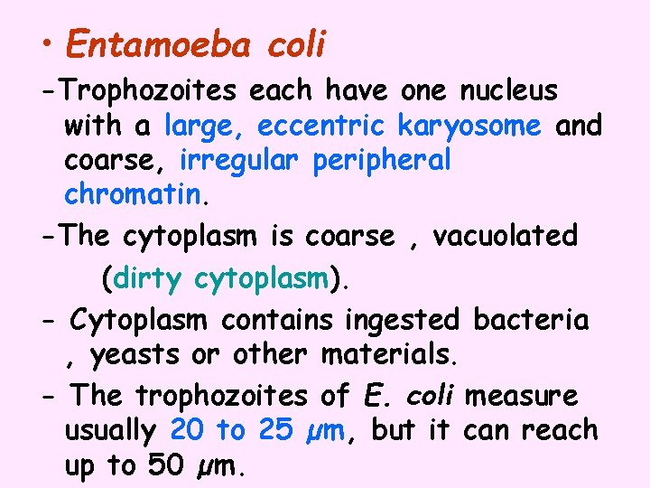  • Entamoeba coli -Trophozoites each have one nucleus with a large, eccentric karyosome