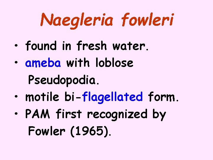 Naegleria fowleri • found in fresh water. • ameba with loblose Pseudopodia. • motile