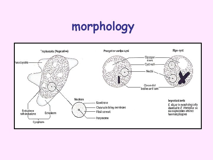 morphology 