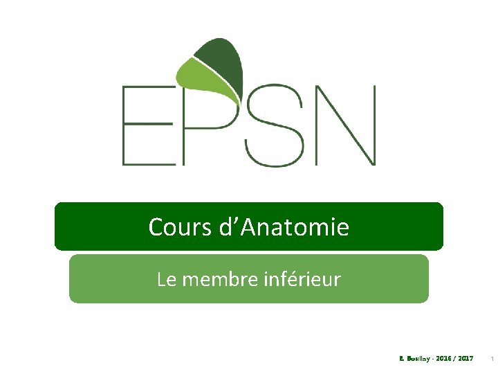 Cours d’Anatomie Le membre inférieur E. Boullay - 2016 / 2017 1 