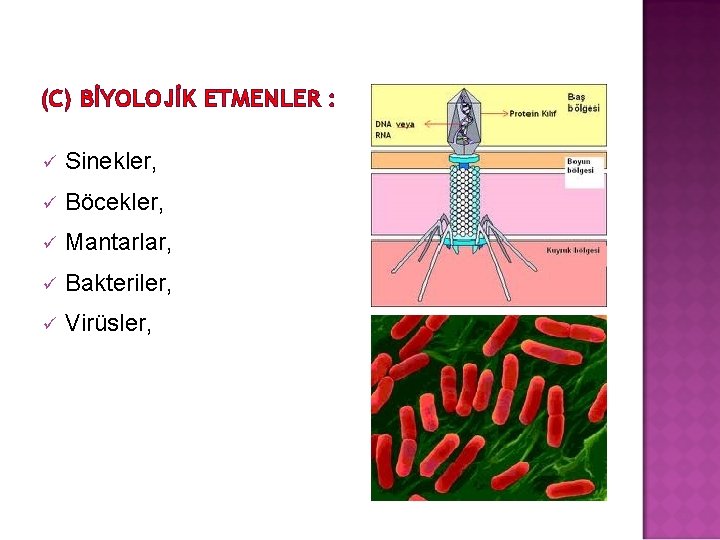 (C) BİYOLOJİK ETMENLER : ü Sinekler, ü Böcekler, ü Mantarlar, ü Bakteriler, ü Virüsler,