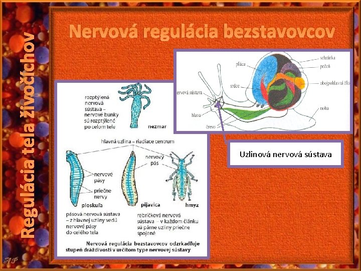 Regulácia tela živočíchov Nervová regulácia bezstavovcov Uzlinová nervová sústava 