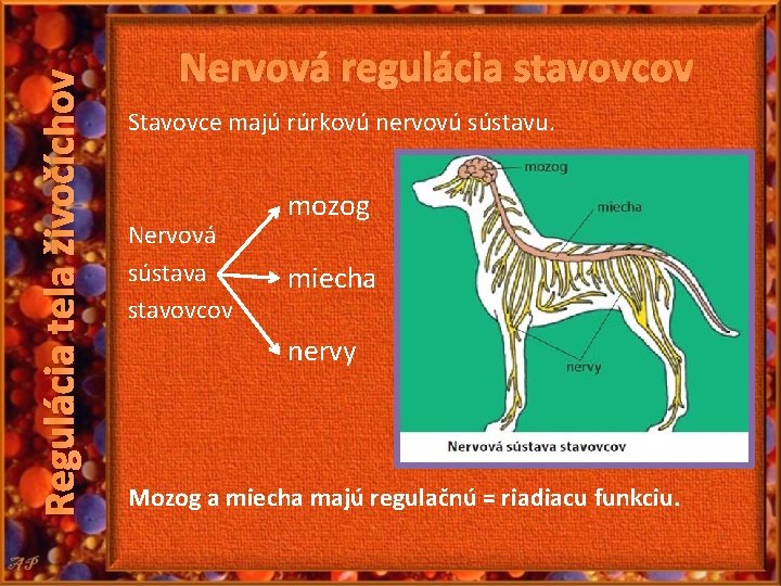 Regulácia tela živočíchov Nervová regulácia stavovcov Stavovce majú rúrkovú nervovú sústavu. Nervová sústava stavovcov