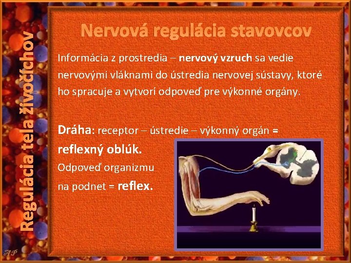 Regulácia tela živočíchov Nervová regulácia stavovcov Informácia z prostredia – nervový vzruch sa vedie