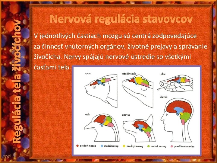 Regulácia tela živočíchov Nervová regulácia stavovcov V jednotlivých častiach mozgu sú centrá zodpovedajúce za