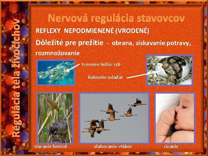 Regulácia tela živočíchov Nervová regulácia stavovcov REFLEXY NEPODMIENENÉ (VRODENÉ) Dôležité prežitie - obrana, získavanie