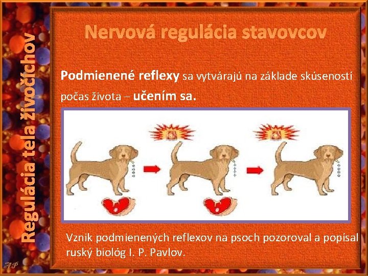 Regulácia tela živočíchov Nervová regulácia stavovcov Podmienené reflexy sa vytvárajú na základe skúseností počas