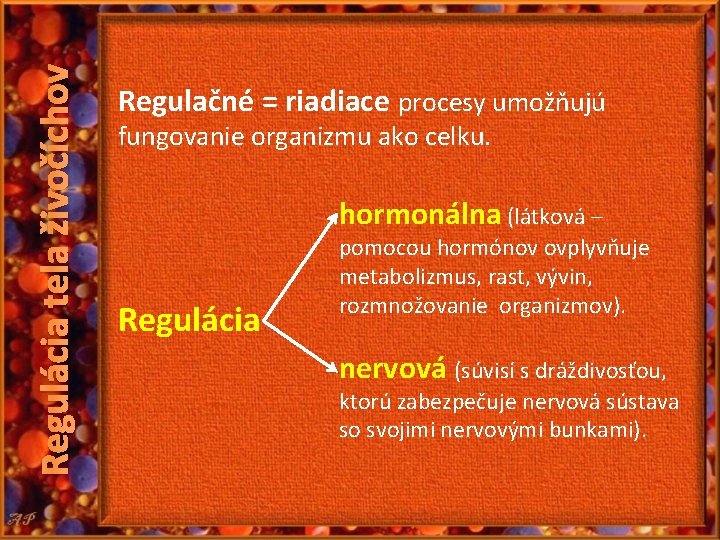 Regulácia tela živočíchov Regulačné = riadiace procesy umožňujú fungovanie organizmu ako celku. hormonálna (látková