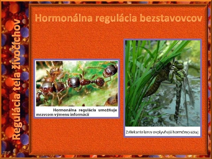 Regulácia tela živočíchov Hormonálna regulácia bezstavovcov 