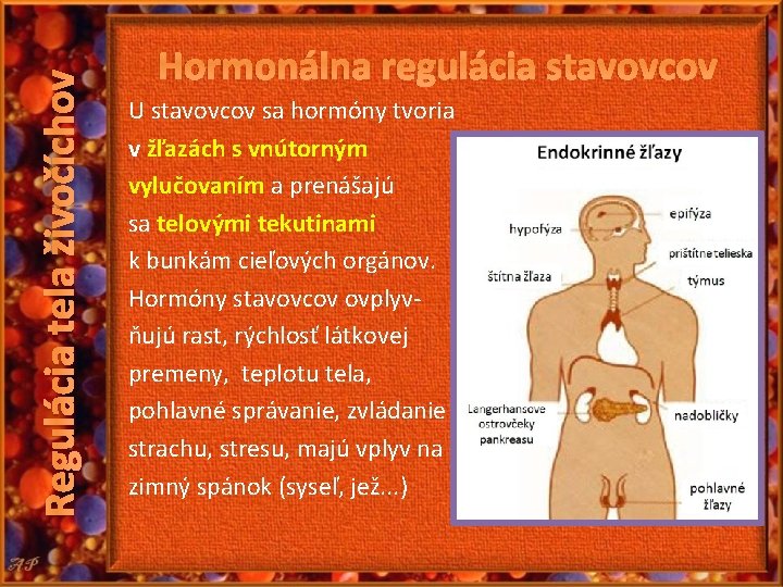 Regulácia tela živočíchov Hormonálna regulácia stavovcov U stavovcov sa hormóny tvoria v žľazách s