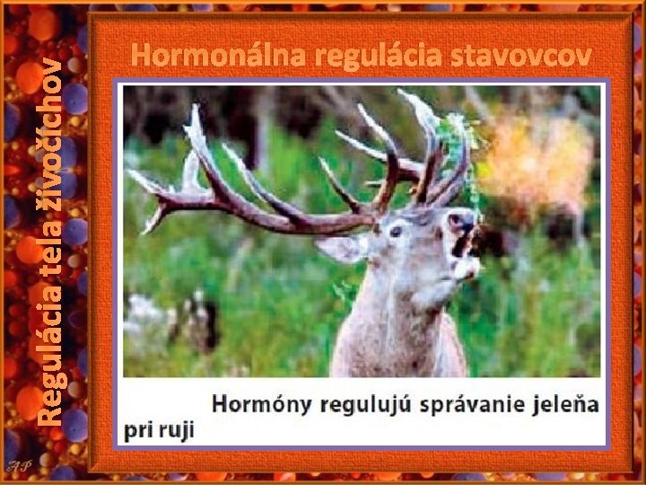 Regulácia tela živočíchov Hormonálna regulácia stavovcov Regulácia tela živočíchov Hormonálna regulácia stavovcov