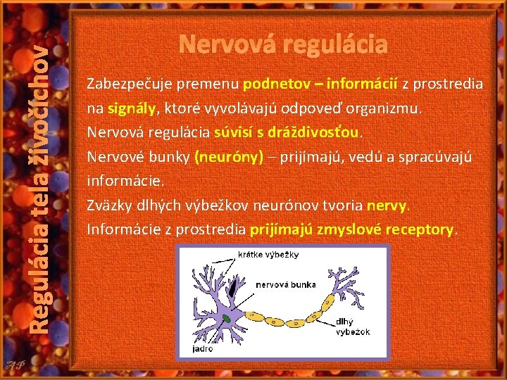 Regulácia tela živočíchov Nervová regulácia Zabezpečuje premenu podnetov – informácií z prostredia na signály,