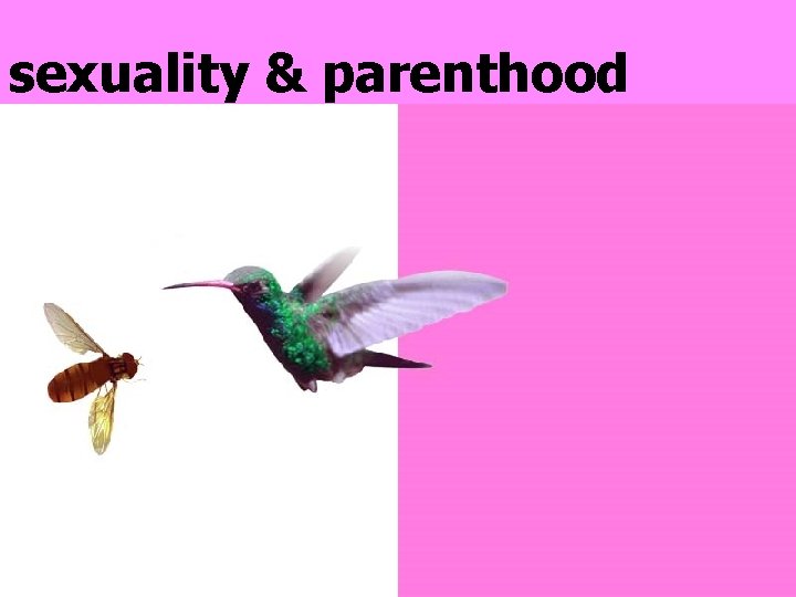 sexuality & parenthood 