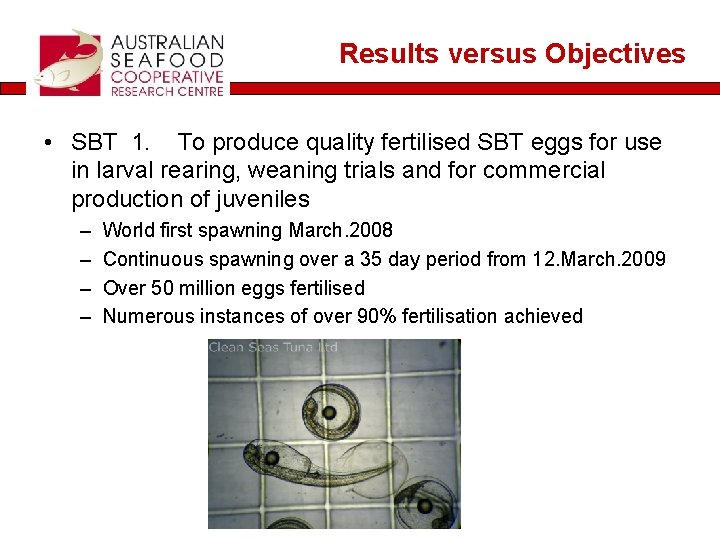 Results versus Objectives • SBT 1. To produce quality fertilised SBT eggs for use