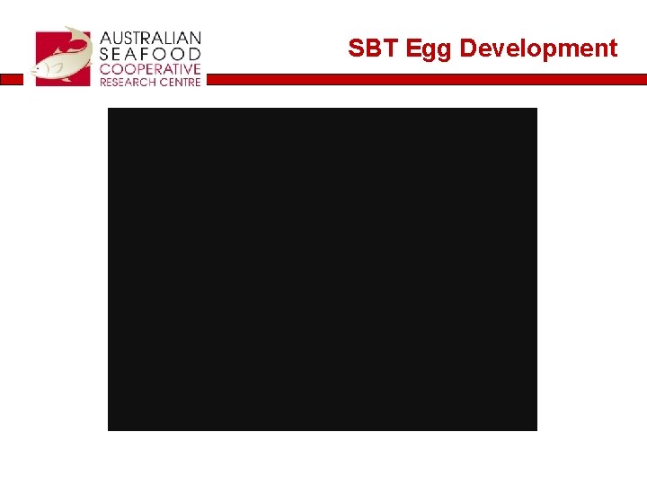 SBT Egg Development 