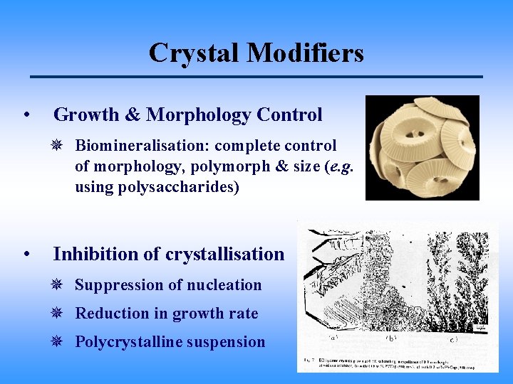 Crystal Modifiers • Growth & Morphology Control ¯ Biomineralisation: complete control of morphology, polymorph