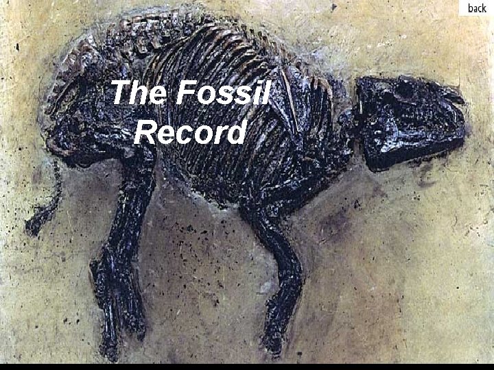 The Fossil Record 