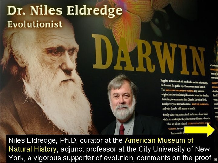 Niles Eldredge, Ph. D, curator at the American Museum of Natural History, adjunct professor