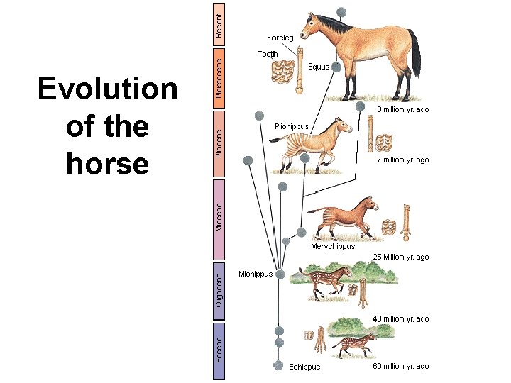 Evolution of the horse 