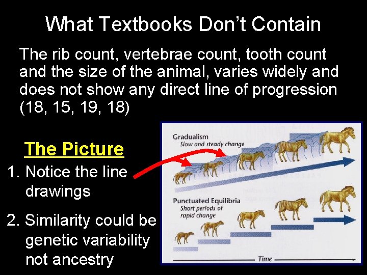 What Textbooks Don’t Contain The rib count, vertebrae count, tooth count and the size