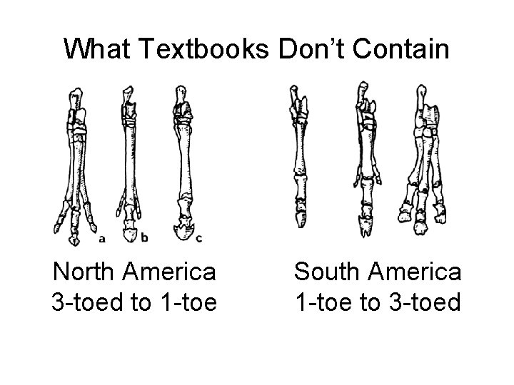 What Textbooks Don’t Contain North America 3 -toed to 1 -toe South America 1