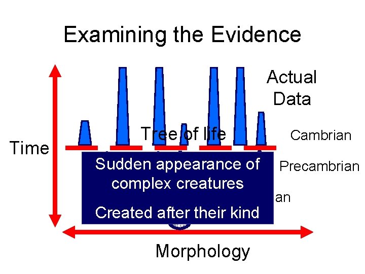 Examining the Evidence Actual Data Time Tree of life Sudden appearance of complex creatures