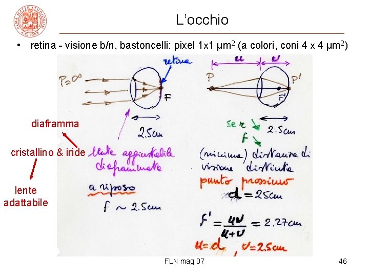 L’occhio • retina - visione b/n, bastoncelli: pixel 1 x 1 μm 2 (a