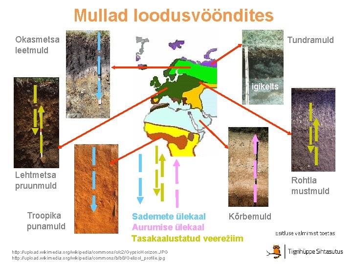 Mullad loodusvööndites Okasmetsa leetmuld Tundramuld igikelts Lehtmetsa pruunmuld Troopika punamuld Rohtla mustmuld Sademete ülekaal