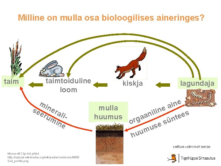 Milline on mulla osa bioloogilises aineringes? taimtoiduline loom mi se nera eru limi ne