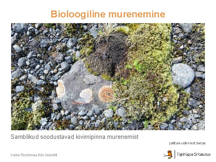 Bioloogiline murenemine Samblikud soodustavad kivimipinna murenemist Vaike Rootsmaa foto Islandilt 