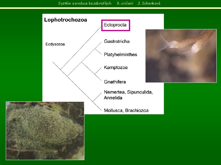 Systém a evoluce bezobratlých 8. cvičení J. Schenková 