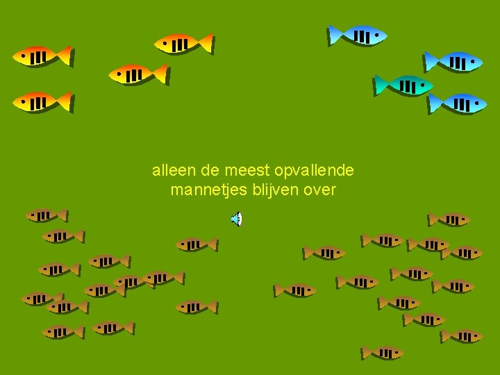 alleen de meest opvallende mannetjes blijven over 