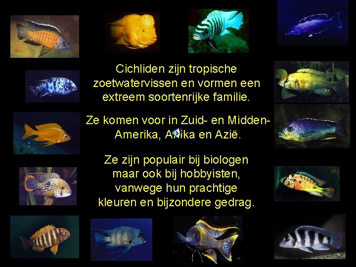 Cichliden zijn tropische zoetwatervissen en vormen extreem soortenrijke familie. Ze komen voor in Zuid-