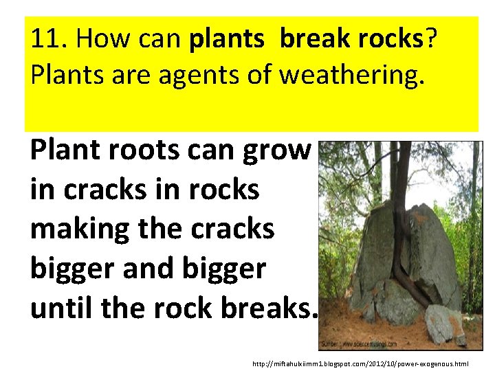 11. How can plants break rocks? Plants are agents of weathering. Plant roots can