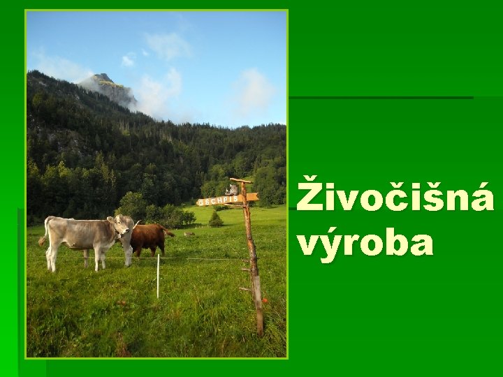 Živočišná výroba 