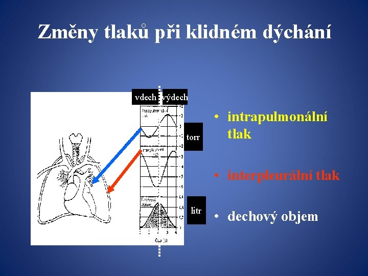 Změny tlaků při klidném dýchání vdech výdech torr • intrapulmonální tlak • interpleurální tlak