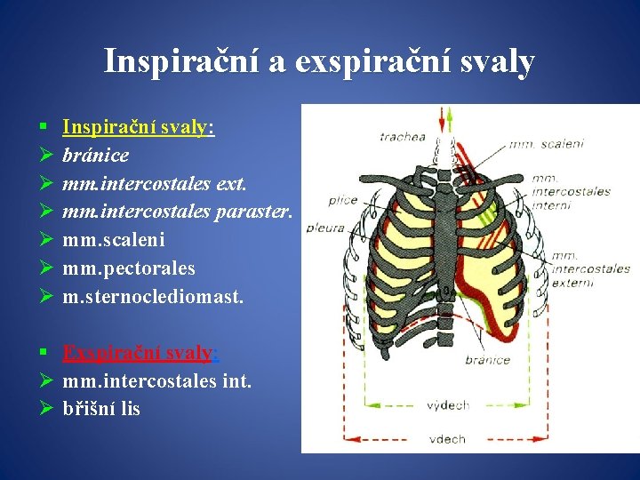 Inspirační a exspirační svaly § Ø Ø Ø Inspirační svaly: bránice mm. intercostales ext.