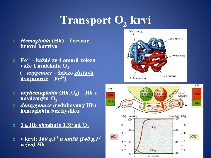 Transport O 2 krví o Hemoglobin (Hb) = červené krevní barvivo o Fe 2+