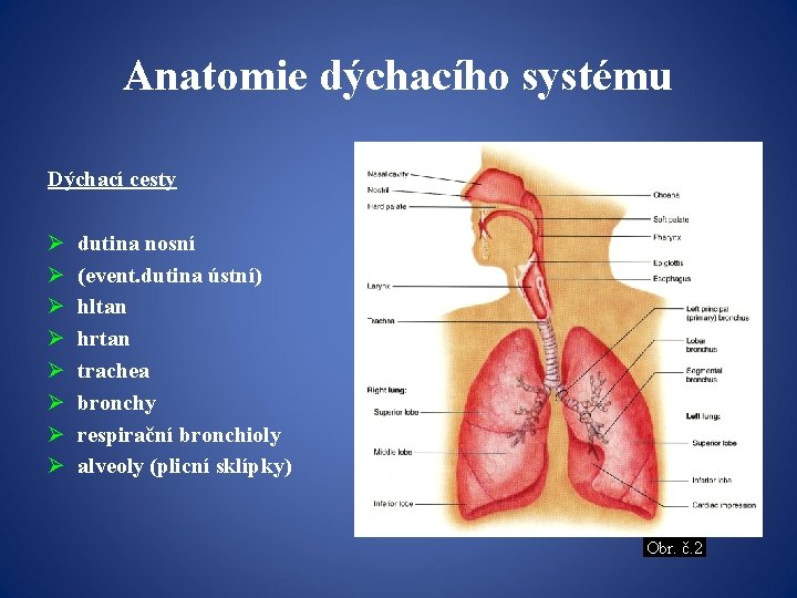 Anatomie dýchacího systému Dýchací cesty Ø Ø Ø Ø dutina nosní (event. dutina ústní)
