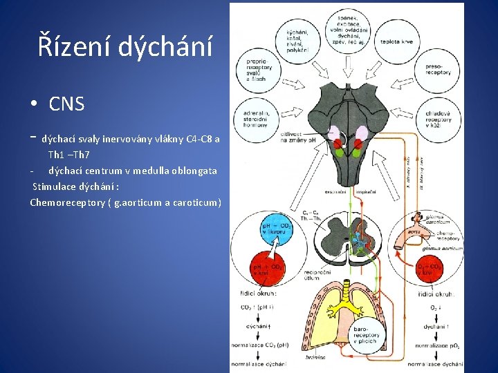 Řízení dýchání • CNS - dýchací svaly inervovány vlákny C 4 -C 8 a